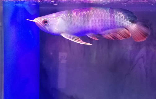 龍魚蒙眼病的原因及處理方法