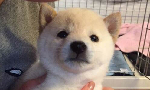 狗狗吃飯后為什么會吐