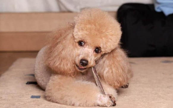白泰迪犬和比熊的區別