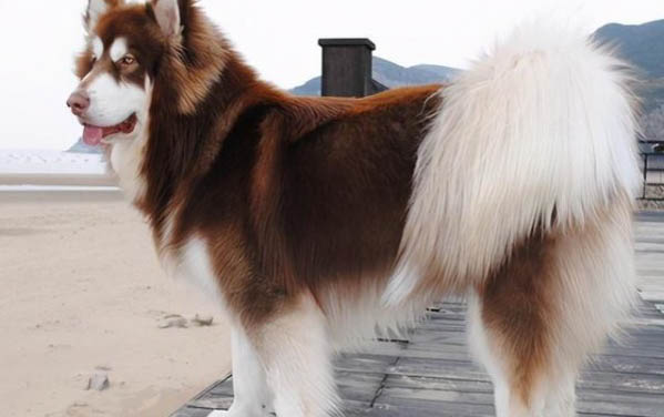 犬瘟細小存活多久