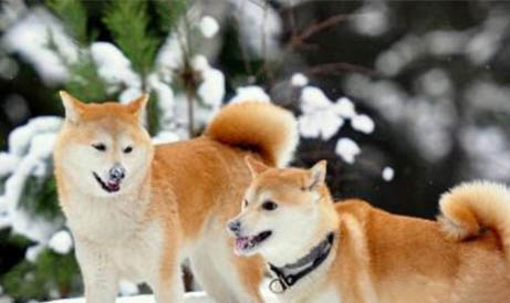 柴犬哪里有賣的