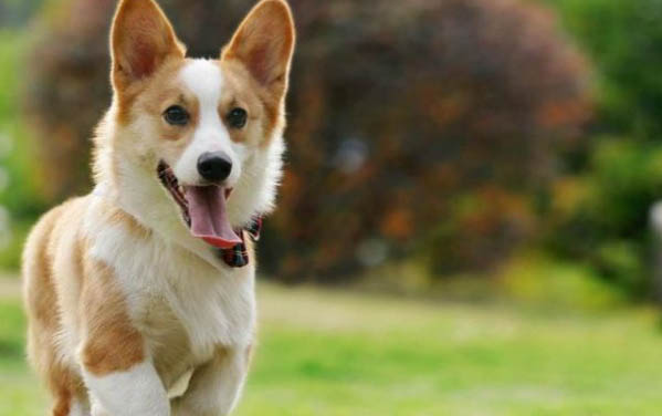哪里有賣金毛犬