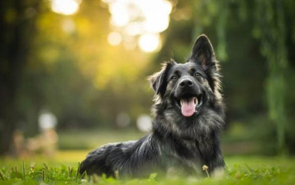 狗狗患有犬瘟熱病毒的癥狀