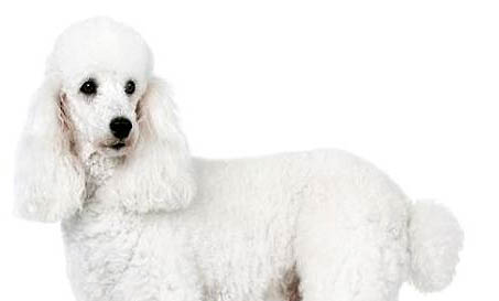 貴婦犬的壽命有多長?