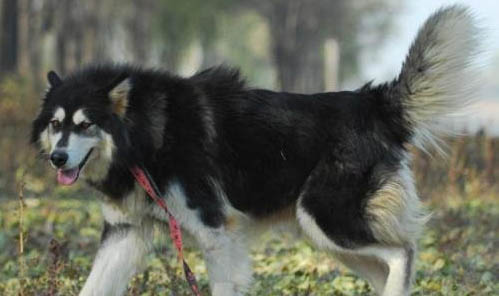 阿拉斯加犬壽命一般多少年