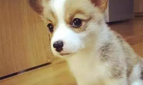 小狗細小能治好嗎