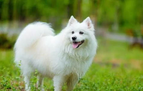 銀狐犬例假15天可以洗澡嗎