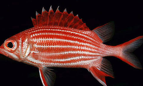 四月釣魚釣近水還是遠水