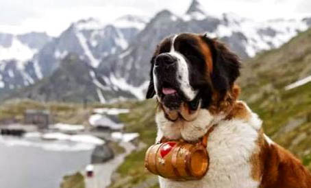 圣伯納犬吐白色粘稠液體的原因及處理方法