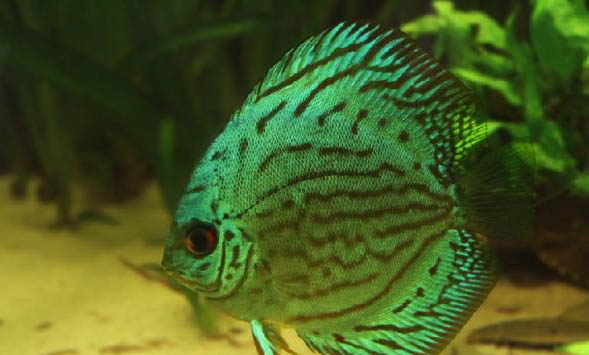 七彩神仙魚怎么用腸蟲清