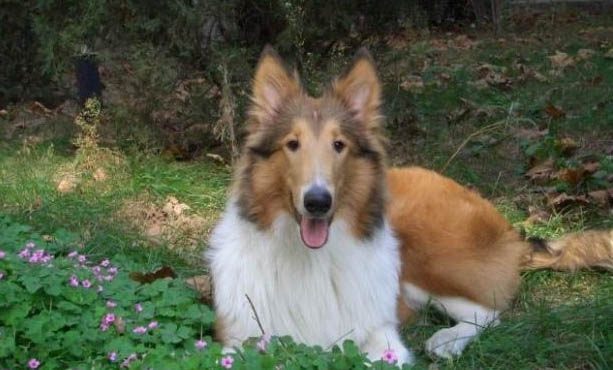 蘇格蘭牧羊犬訓練