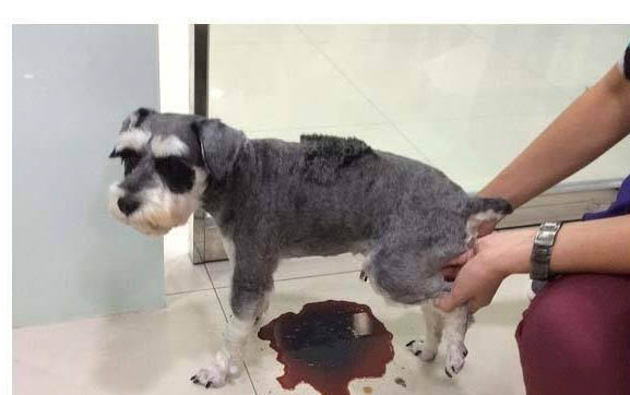 沒有毛的狗狗有哪些品種?