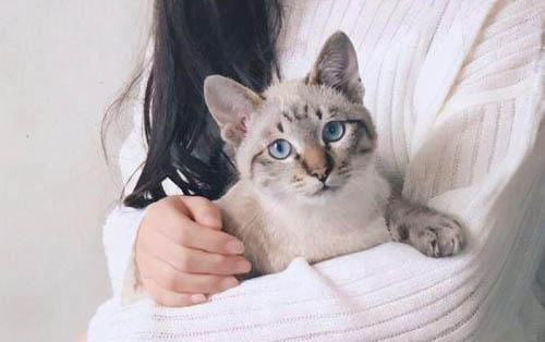 怎樣抱貓不會亂動