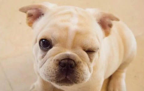 法斗犬拉稀