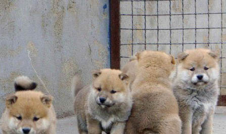 細小犬瘟檢測試紙怎么用