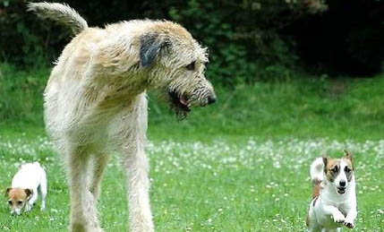 愛爾蘭獵狼犬拉稀帶血是什么原因