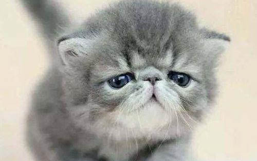 貓豎著尾巴一直叫還圍著你轉(zhuǎn)是為什么
