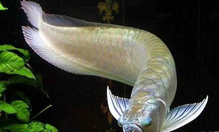 金龍魚多久能長大