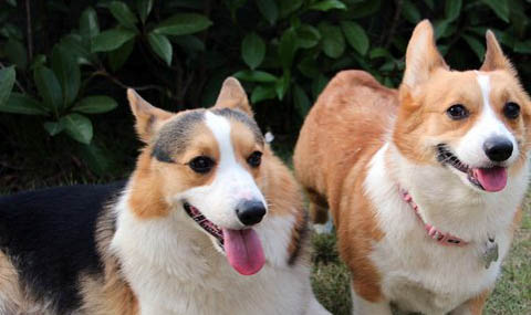 怎樣訓練柯基犬上廁所
