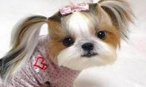 西施犬吐白色粘稠液體的原因及處理方法