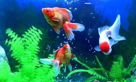 為什么海豚不怕鯊魚(yú)