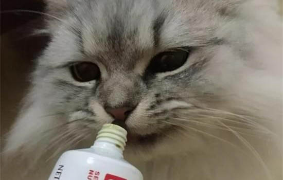 貓咪知道自己換主人了嗎