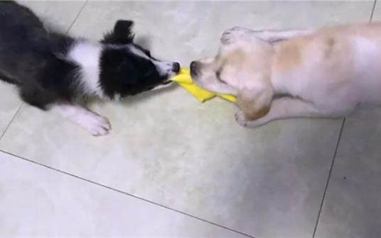 摸母貓肚子怎么知道它懷孕了