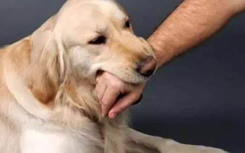 母狗懷孕多久生小狗