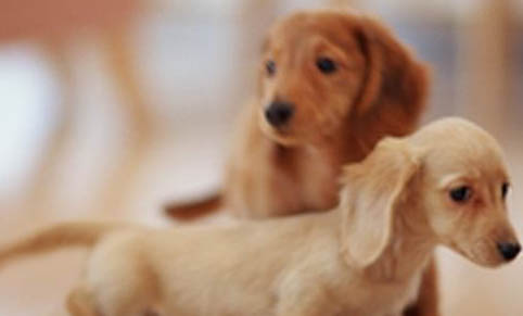 臘腸犬可以洗澡嗎
