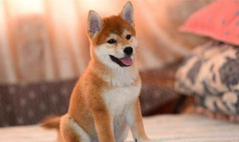 北京哪里賣柴犬