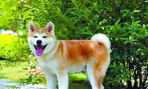 秋田犬和柴犬哪個貴