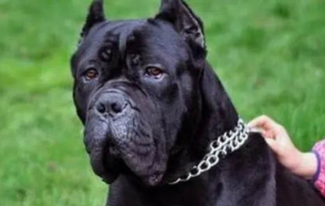 卡斯羅犬看家怎么樣啊
