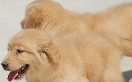 金毛犬和拉布拉多犬哪個好