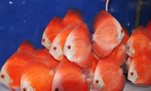 魚如何換水