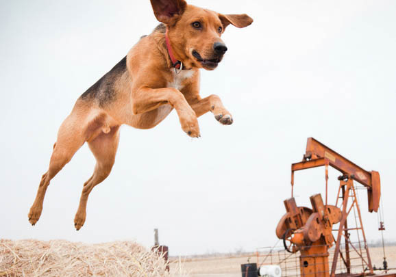 成年美國獵狐犬多久驅蟲一次