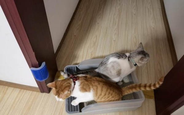 小貓到新家應激反應