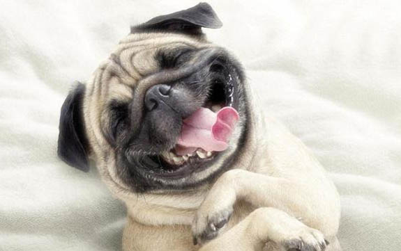 一般情況下多久會有犬瘟后遺癥