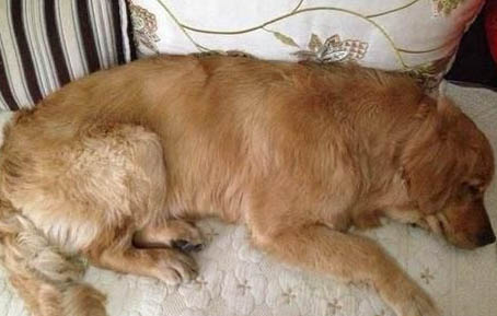 母犬產后消炎首選藥