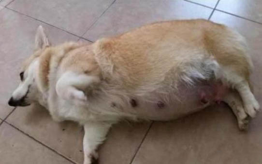 狗狗半夜突然叫是什么原因