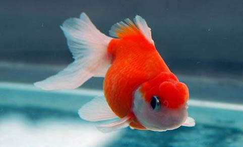 印尼虎魚苗需要怎么養
