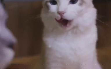 兩個月小貓離開媽媽多久會忘