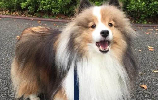 選購英國古代牧羊犬時要注意什么