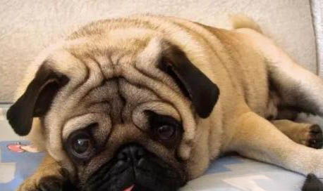 巴哥犬智商高嗎?