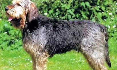 平毛尋回獵犬消化不良能自愈嗎