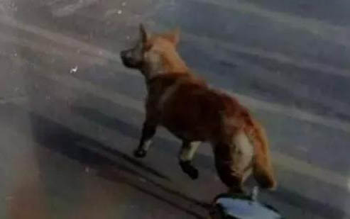 狗狗為什么喜歡搞破壞