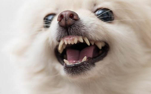 狗狗體外驅蟲多久一次？