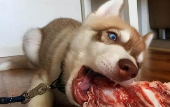 狗狗能吃橙子不