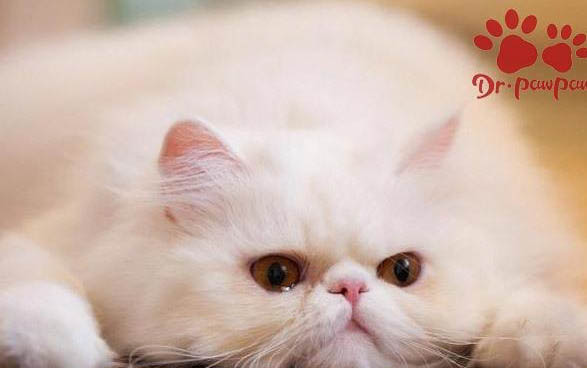 小貓晚上叫一直叫怎么回事