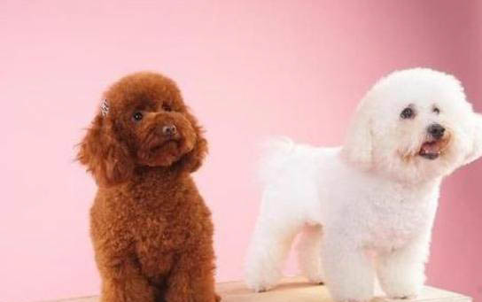 川東獵犬幼犬哪里有賣