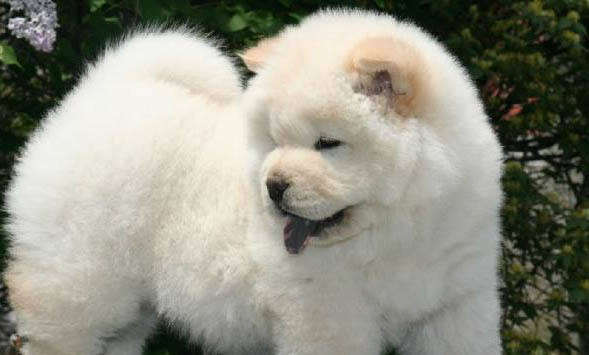松獅犬生產后惡露多久排干凈